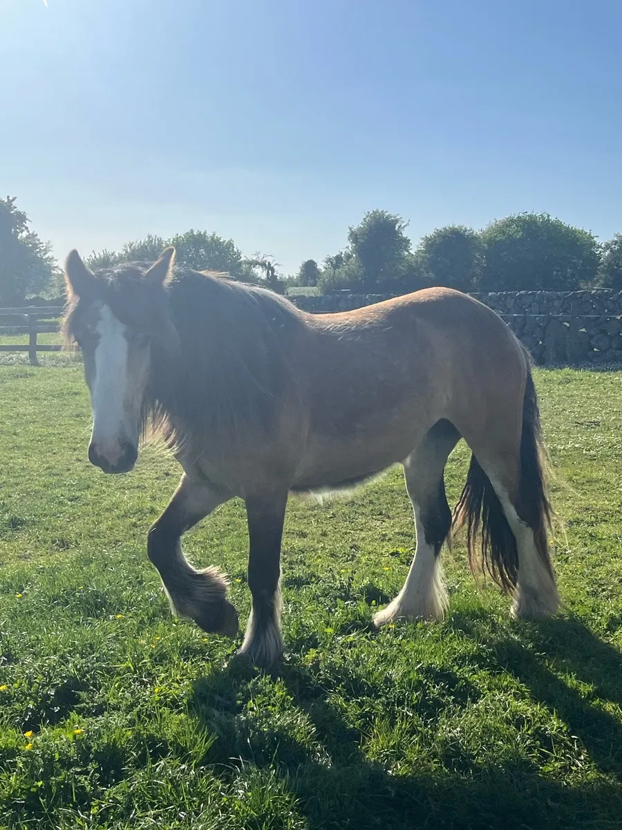 Smashing 3 year old cob mare - Image 3
