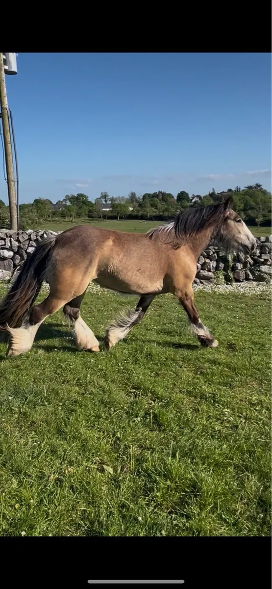 Smashing 3 year old cob mare - Image 4
