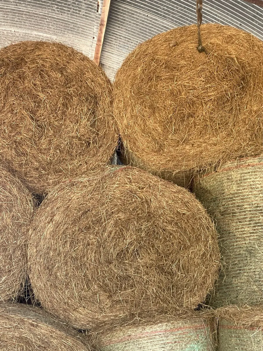 Hay