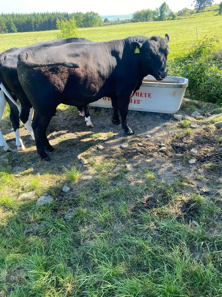 Aberdeen Angus Bull - Image 1