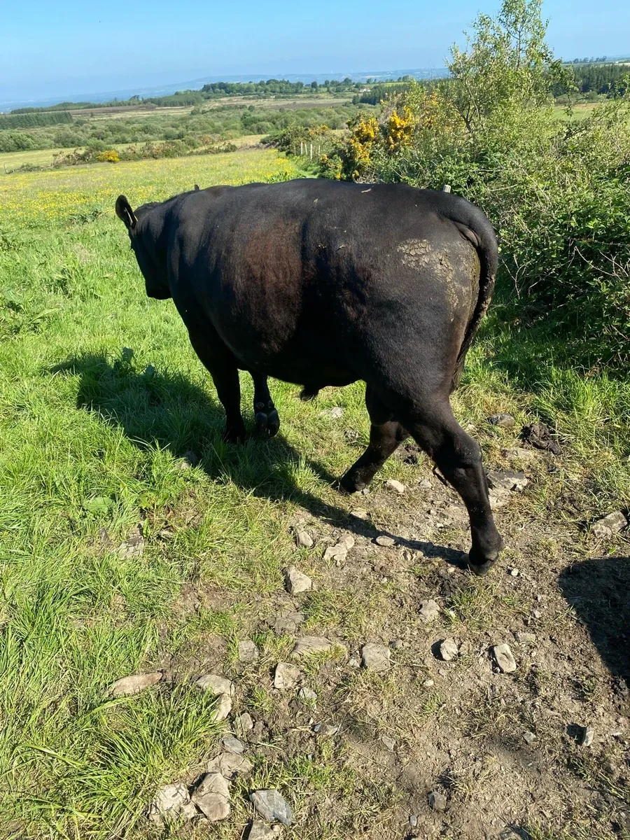 Aberdeen Angus Bull - Image 2