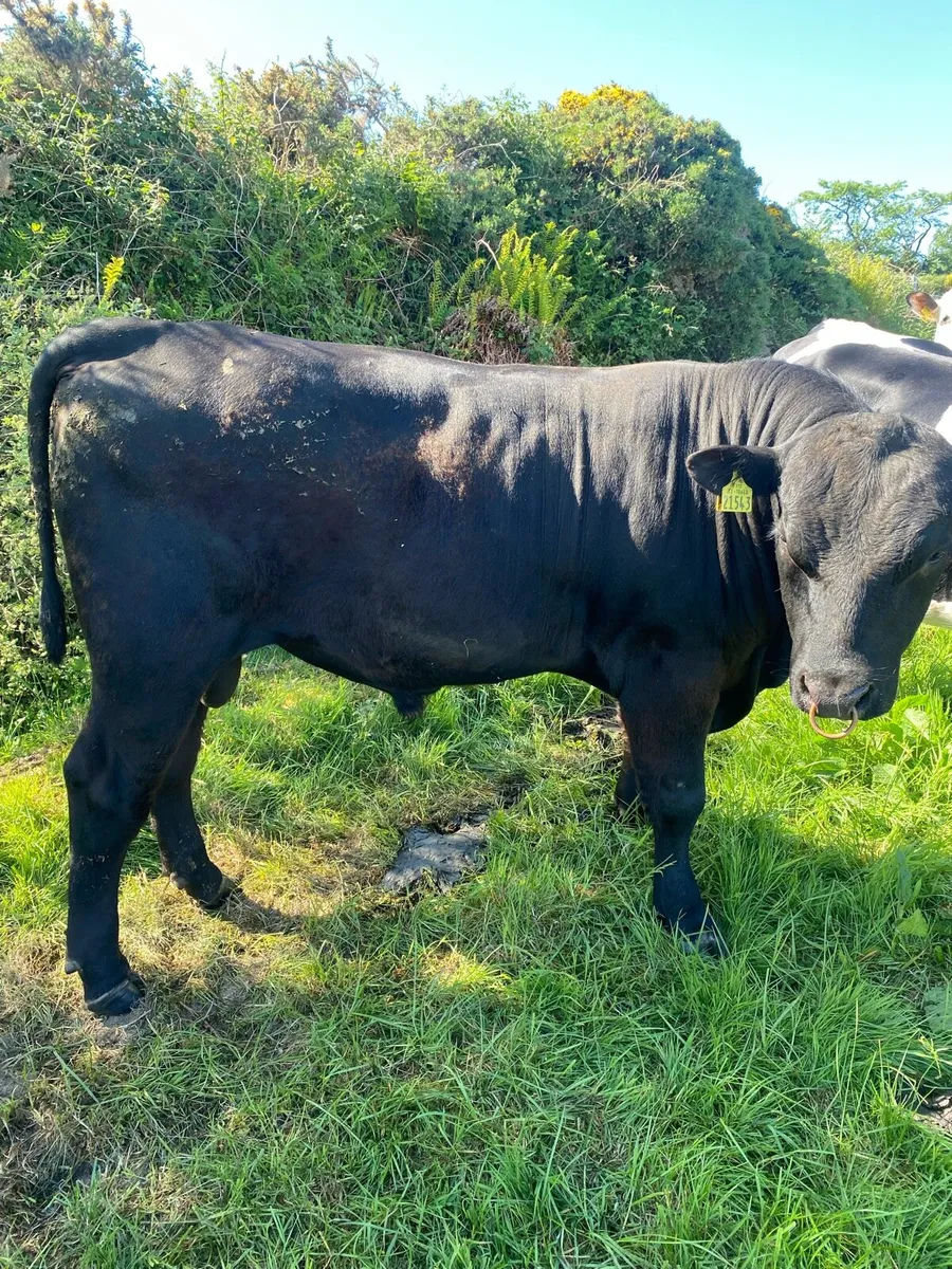 Aberdeen Angus Bull - Image 3