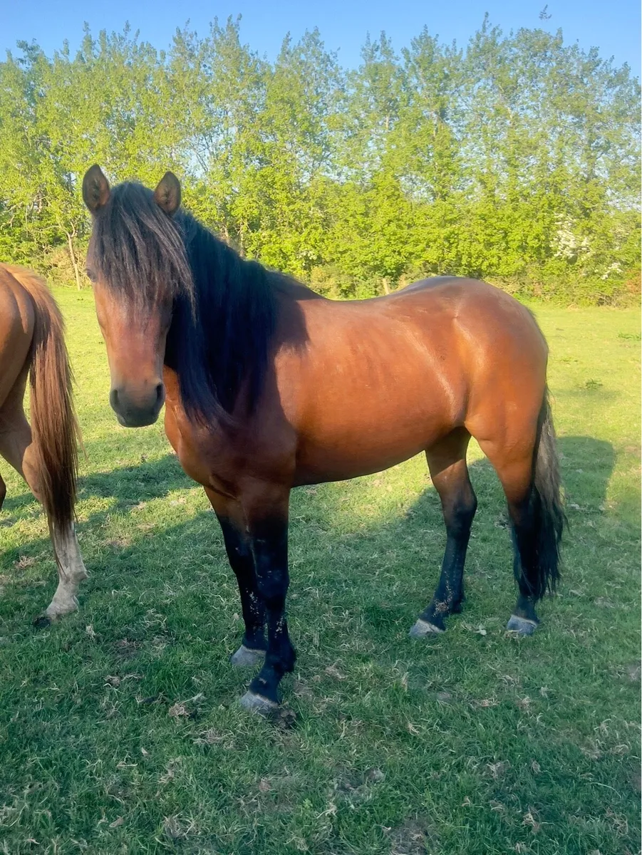 Unbroken 4 year old Connie - Image 1