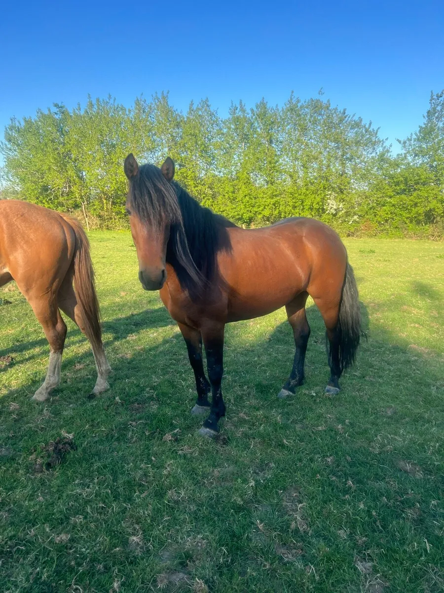Unbroken 4 year old Connie - Image 2