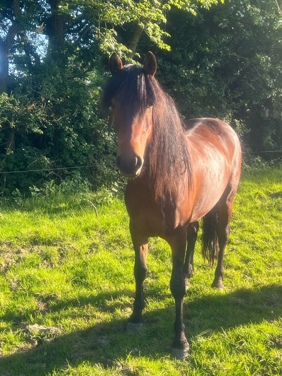 Unbroken 4 year old Connie - Image 3