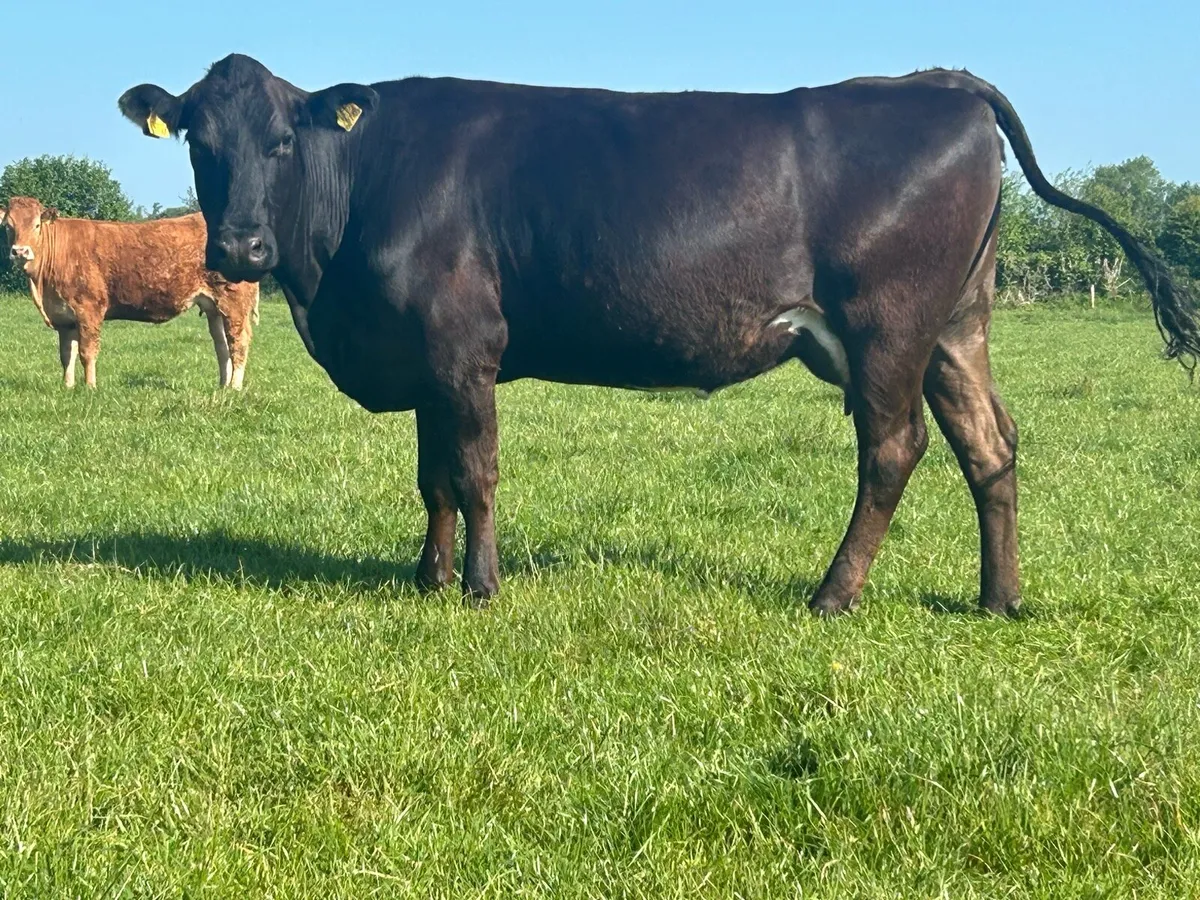 5 star second calved cow and bull calf - Image 2