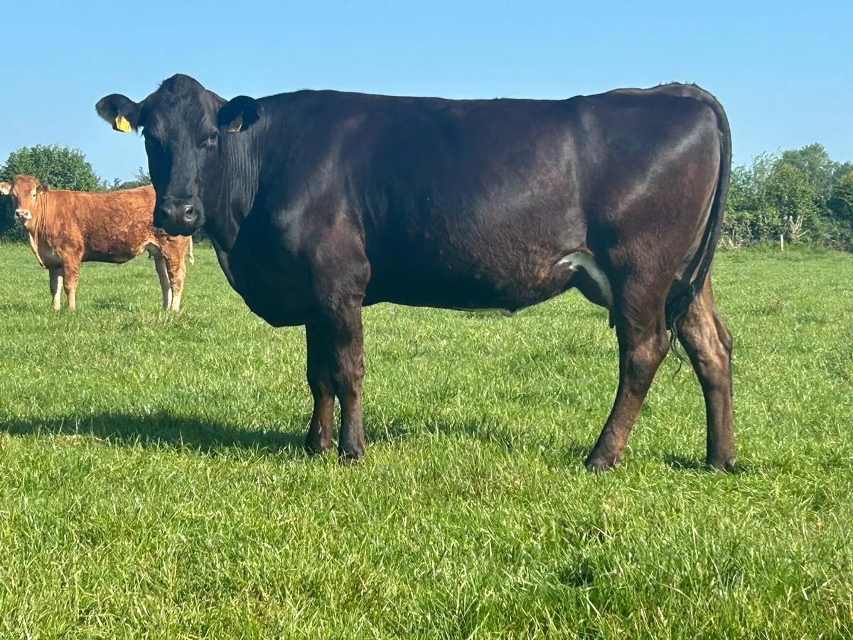 5 star second calved cow and bull calf - Image 3