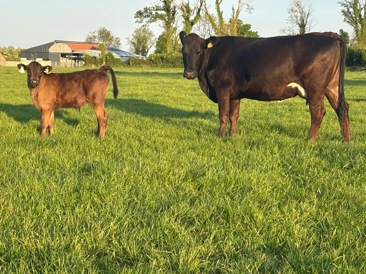 5 star second calved cow and bull calf - Image 4