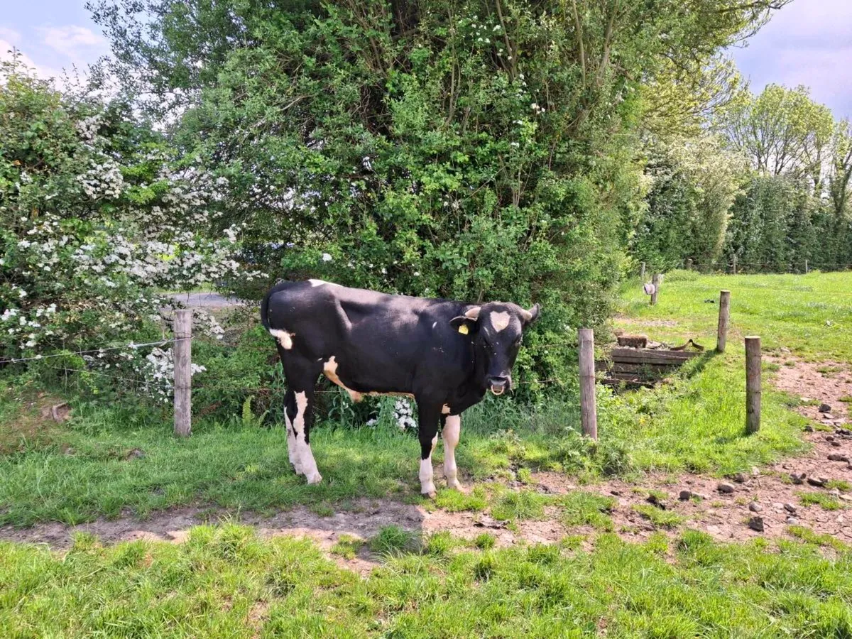 Friesian Bull EBI €389 - Image 2