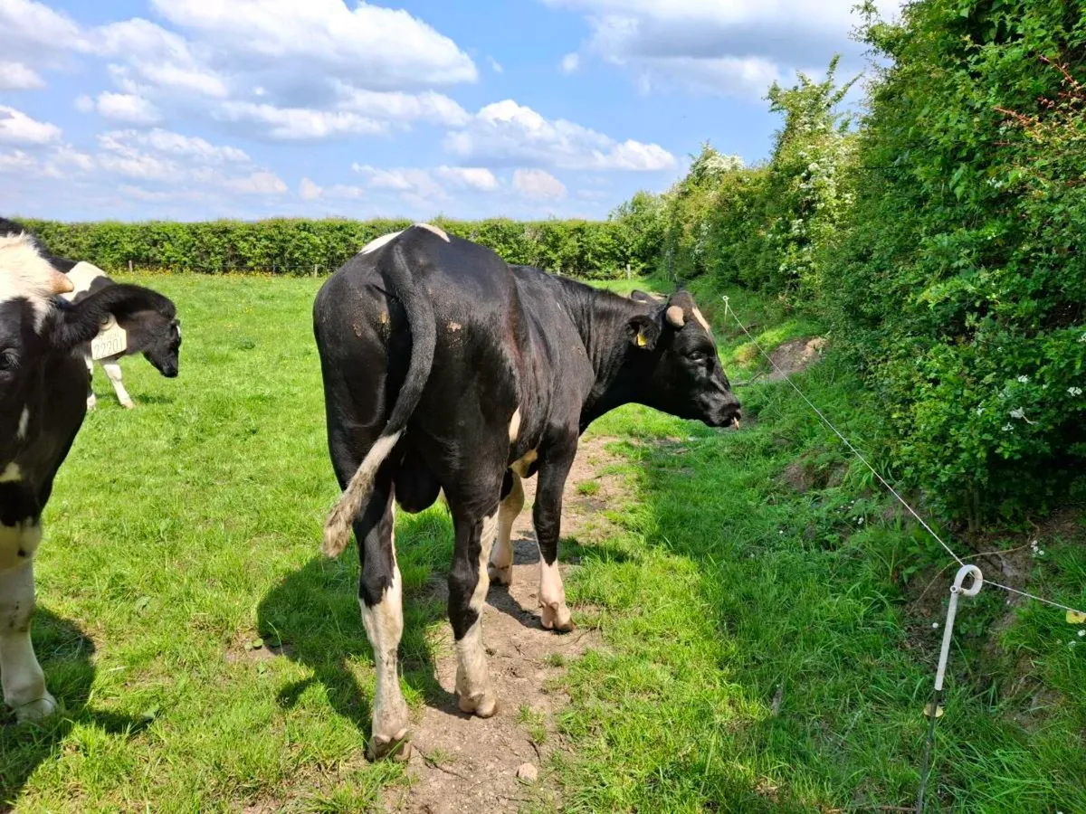 Friesian Bull EBI €389 - Image 3
