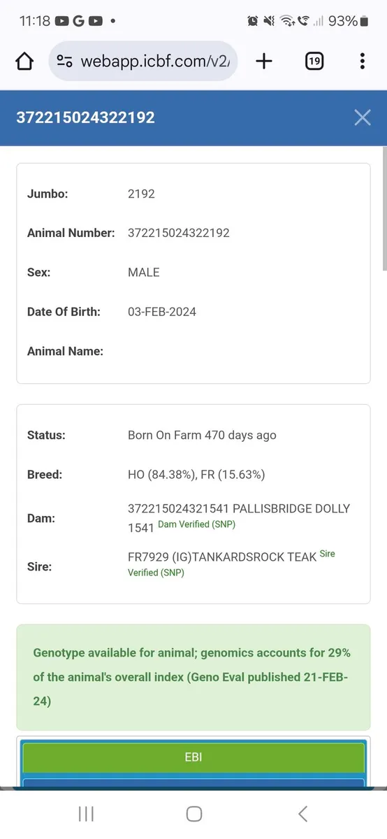 Friesian Bull EBI €389 - Image 4
