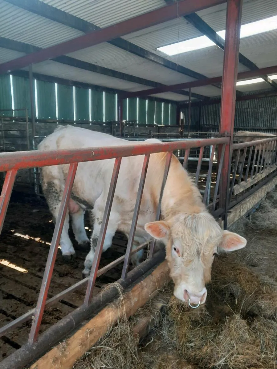 Purebred charolais bull - Image 1