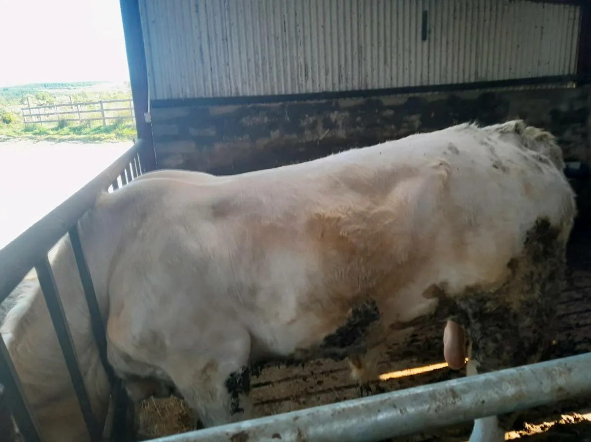 Purebred charolais bull - Image 2