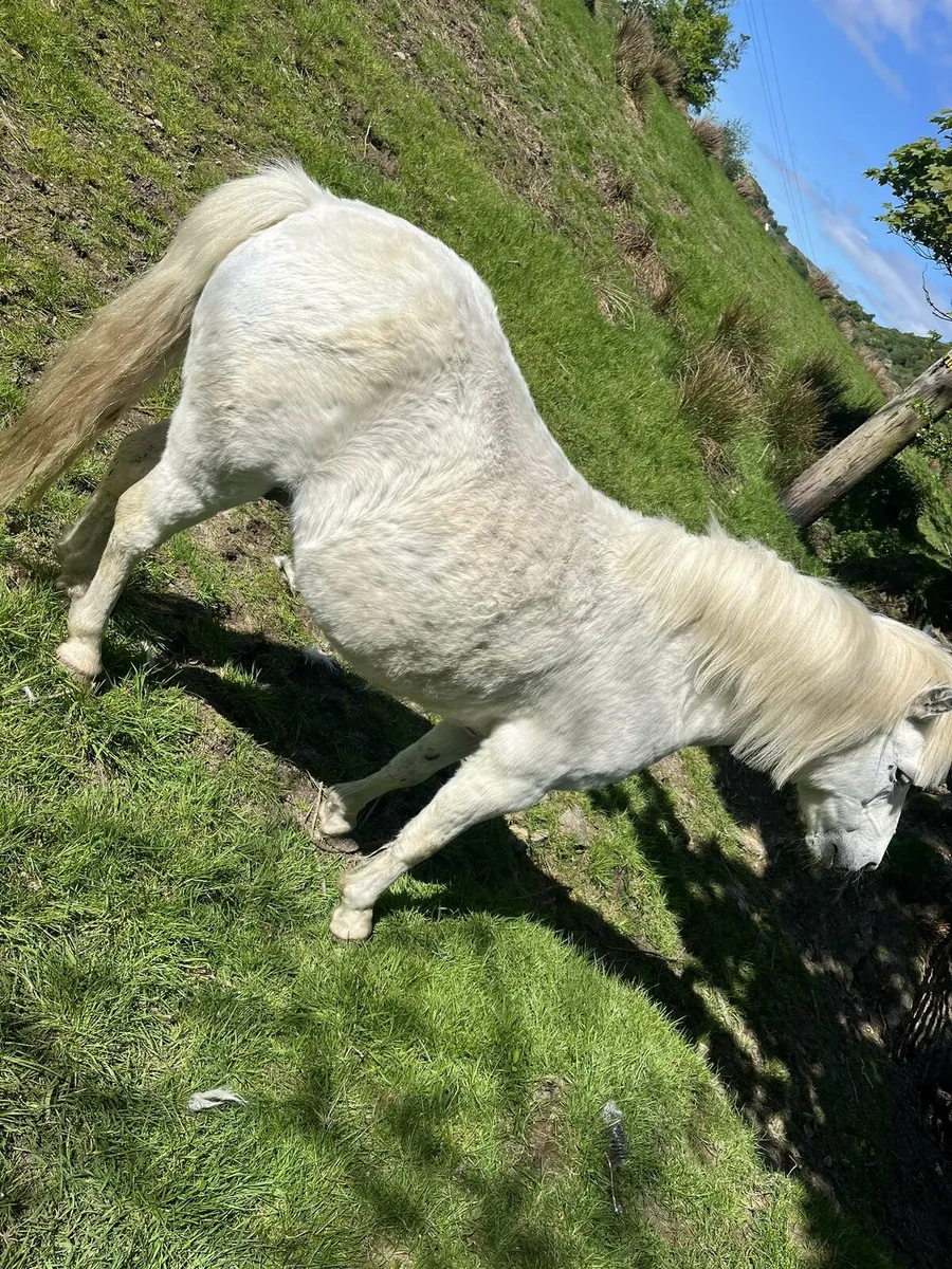 Pony - Image 1
