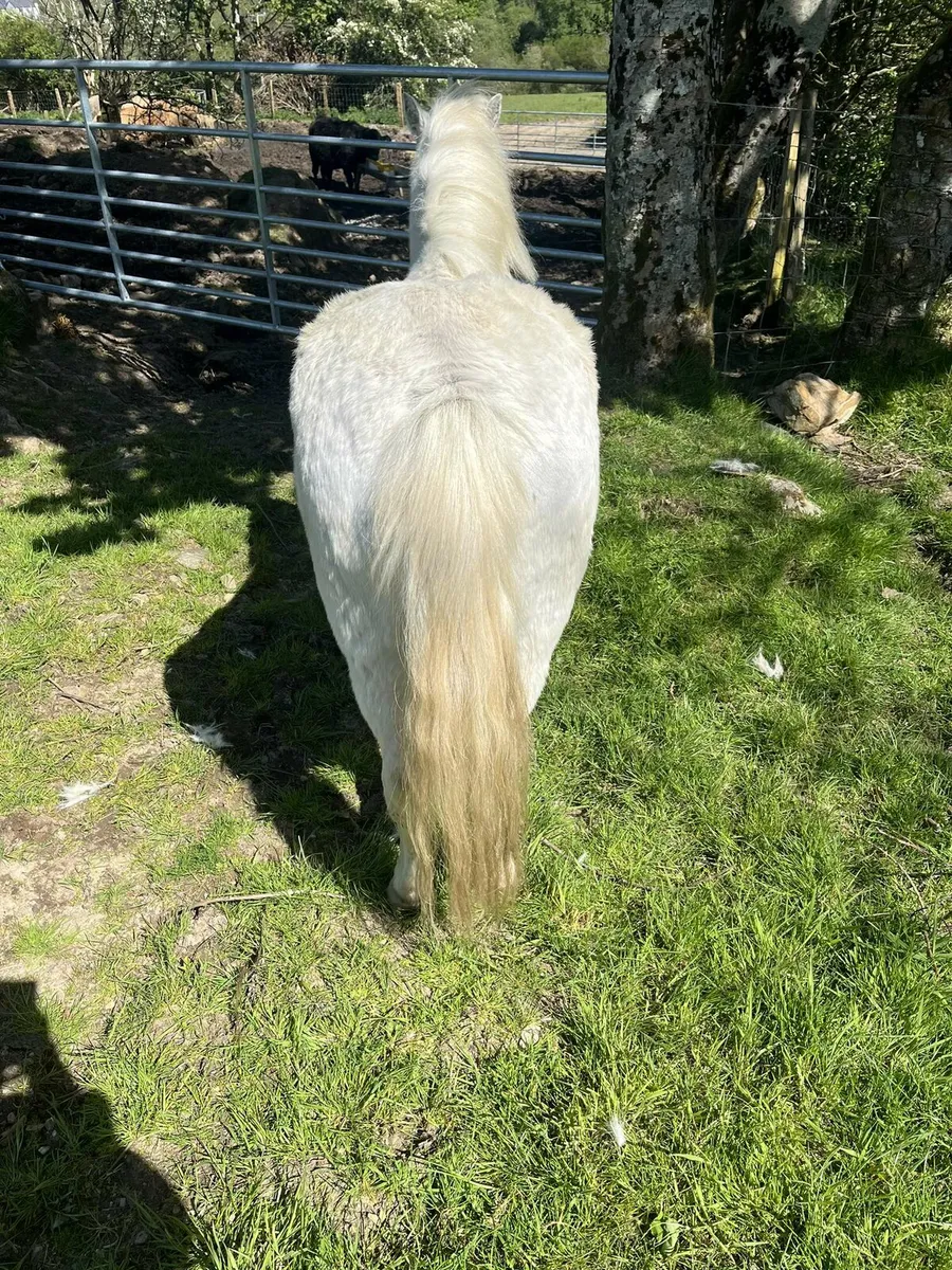 Pony - Image 2