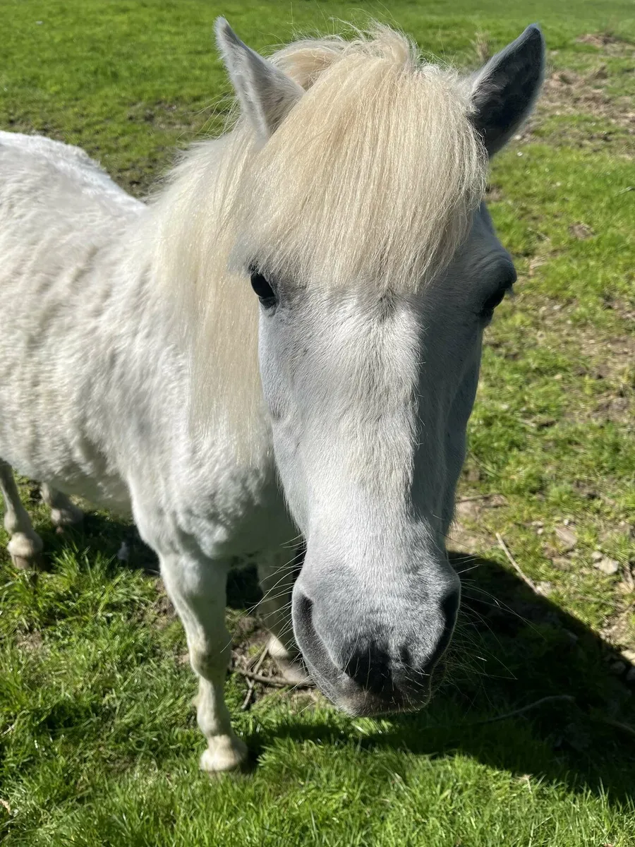 Pony - Image 3