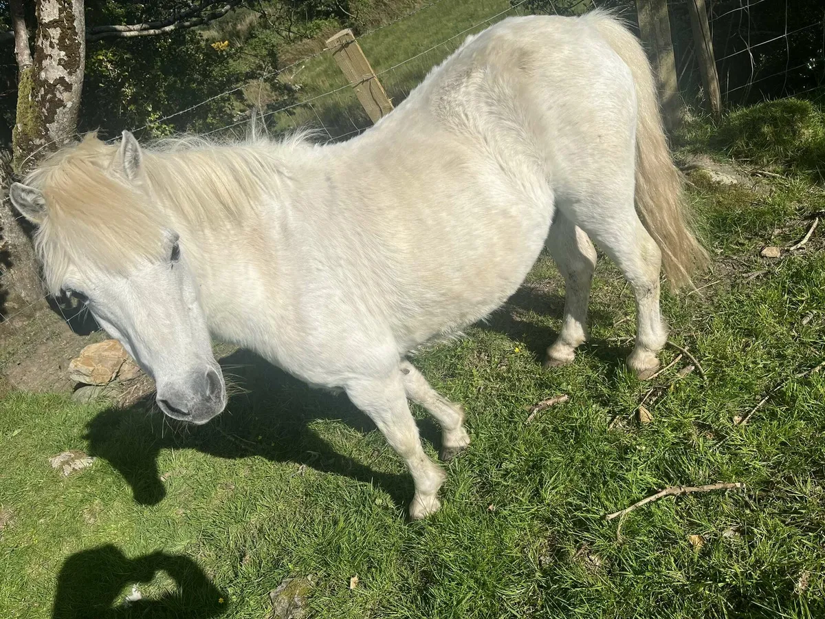 Pony - Image 4