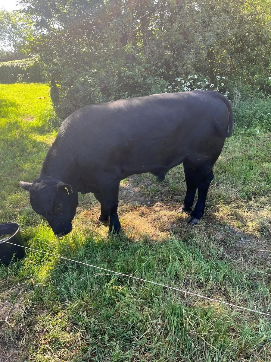 Quality Pedigree Angus Bull - Image 1