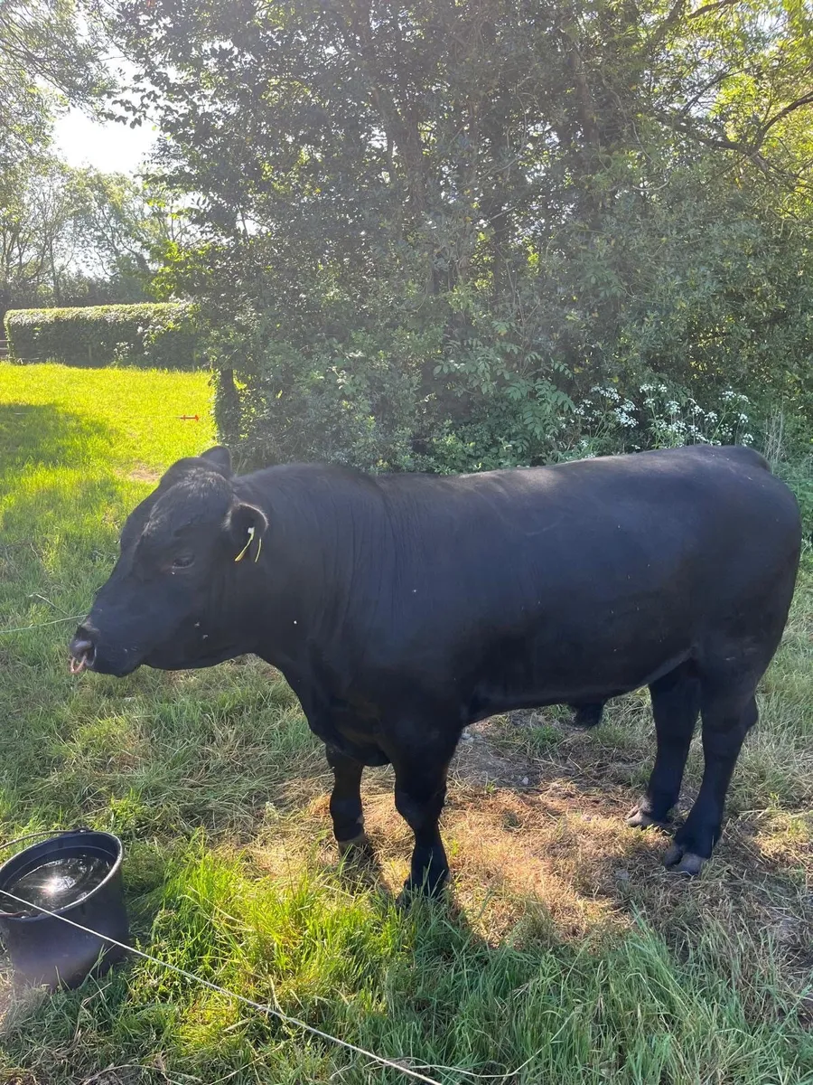 Quality Pedigree Angus Bull - Image 2
