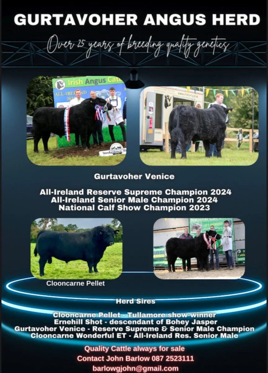 Quality Pedigree Angus Bull - Image 3