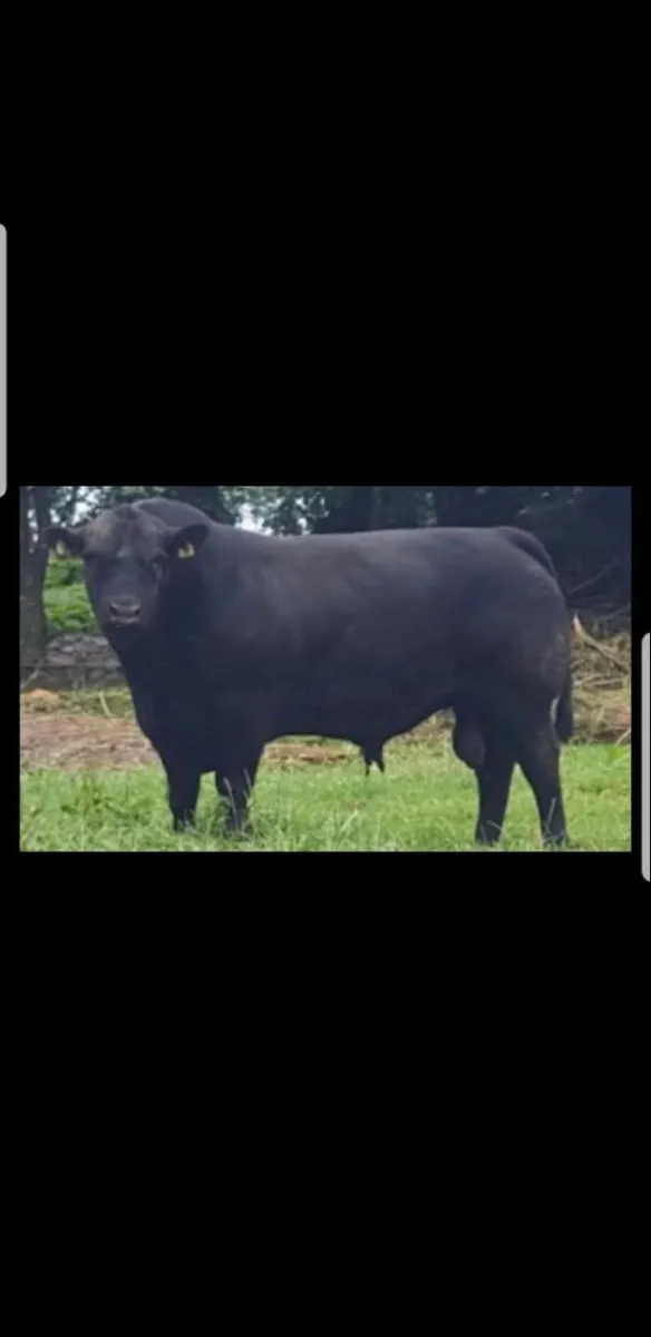Pedigree AA Bulls - Image 1