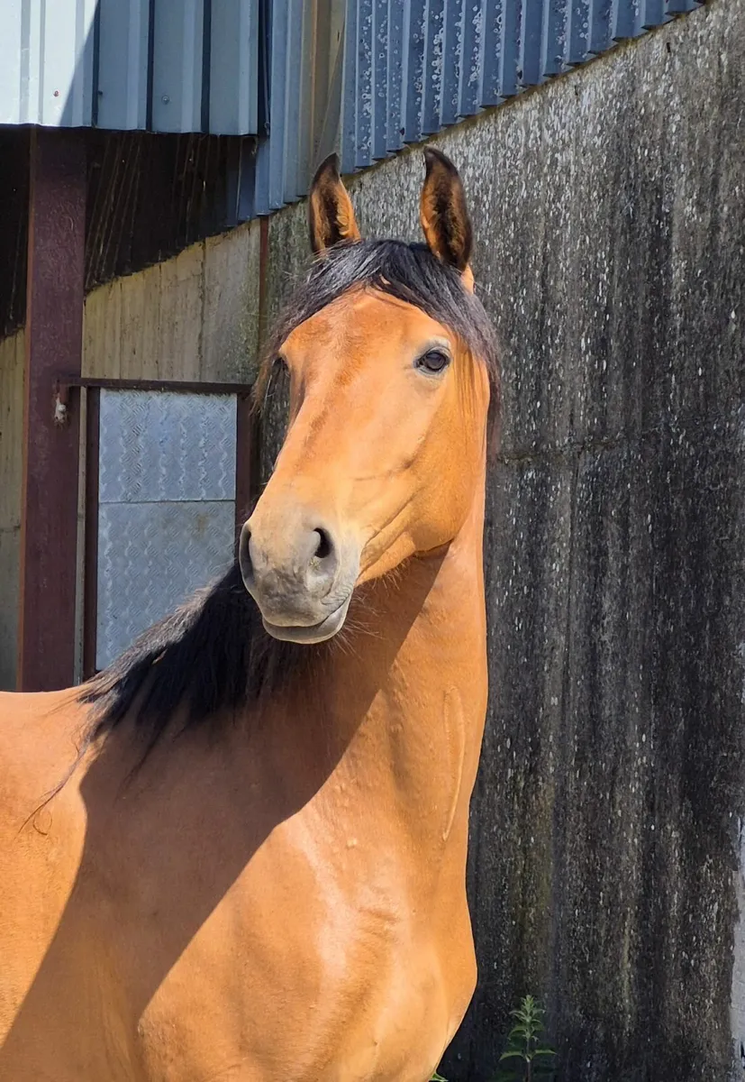 Lucky Luck 4y old filly - Image 1