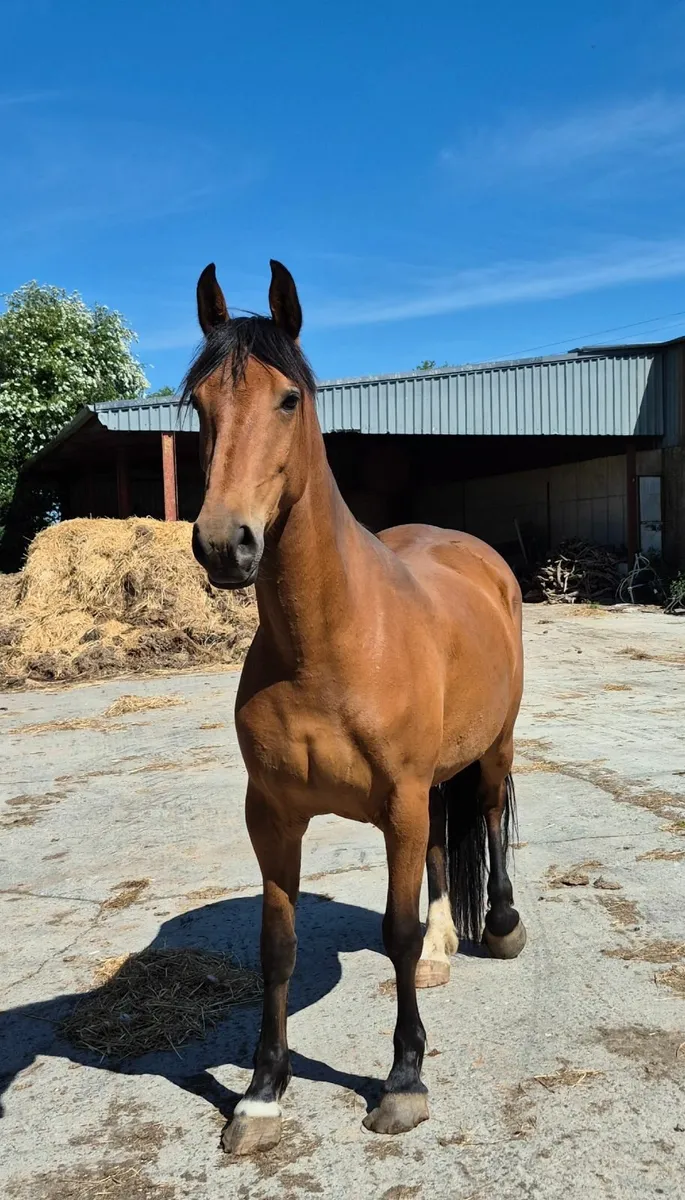 Lucky Luck 4y old filly - Image 2