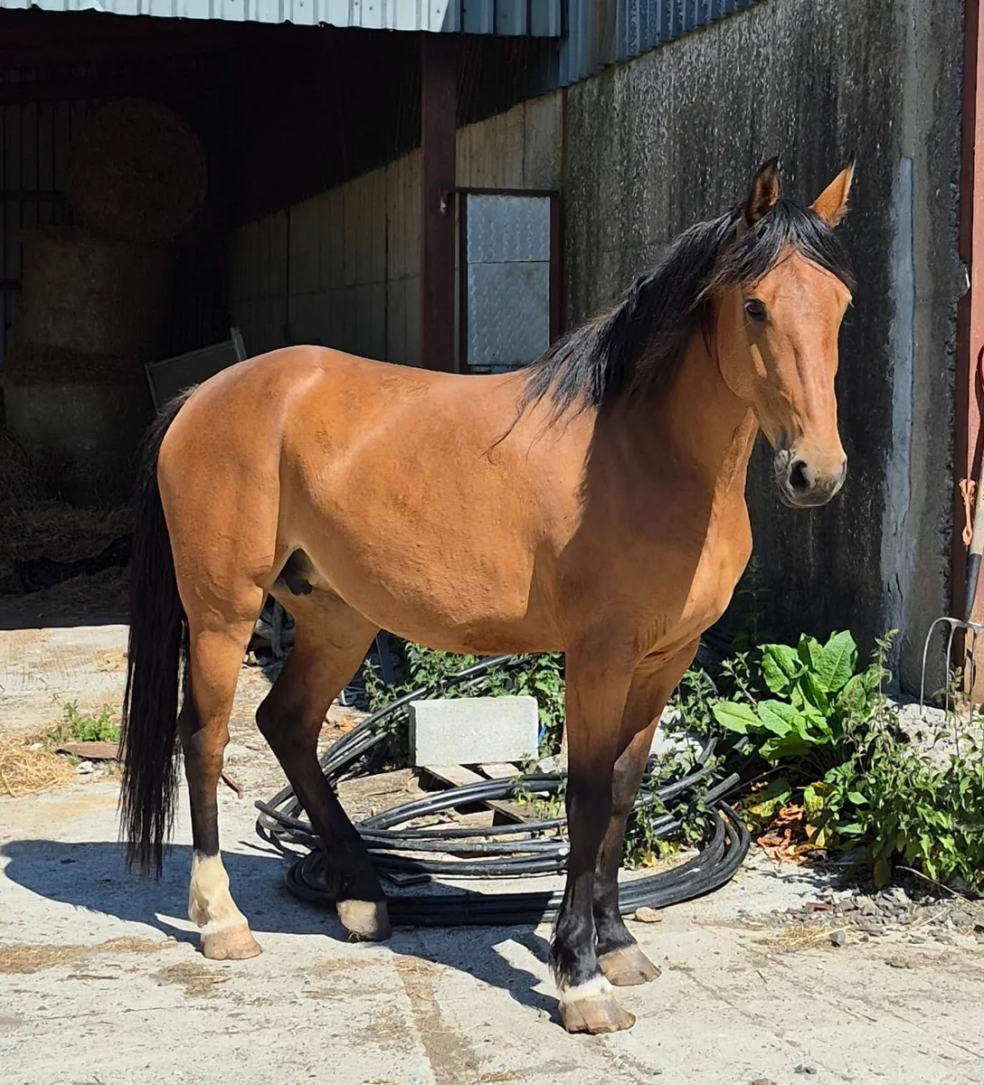 Lucky Luck 4y old filly - Image 3