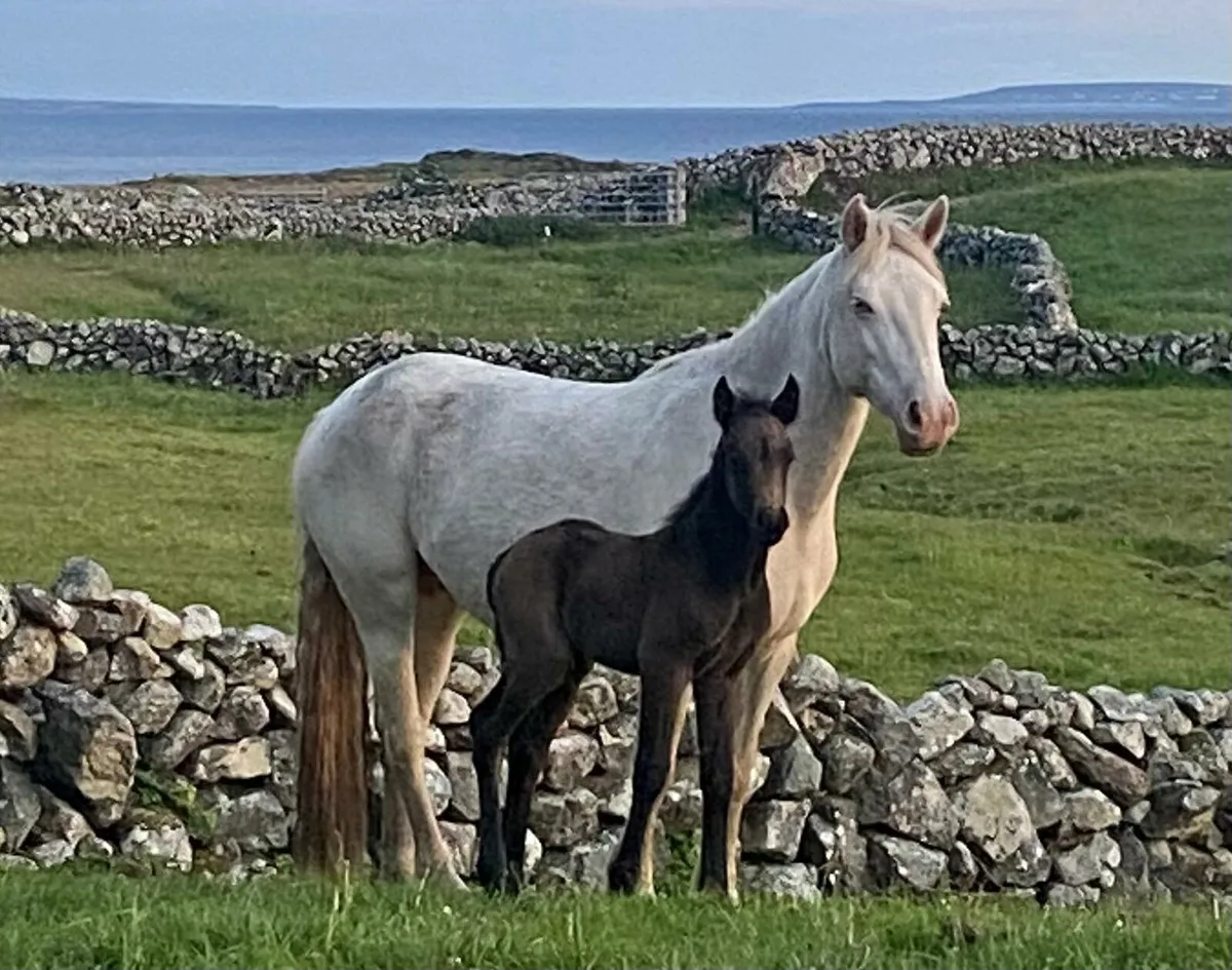 Connemara pony - Image 1
