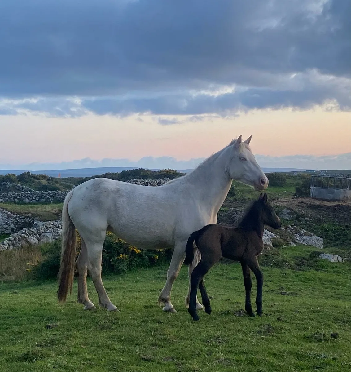 Connemara pony - Image 2