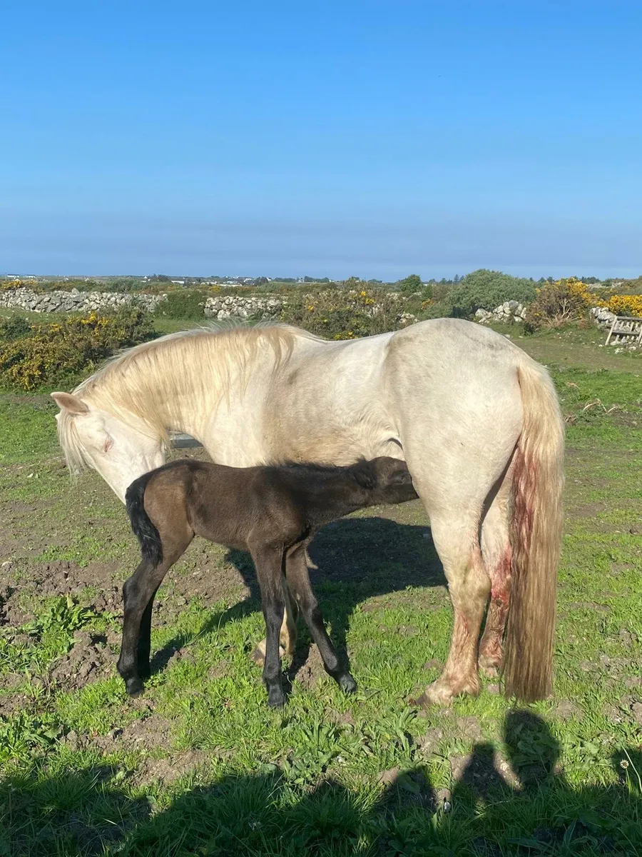 Connemara pony - Image 3