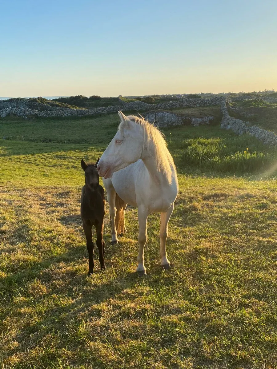 Connemara pony - Image 4