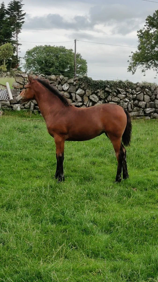 Connemara Filly Yearling - Image 3