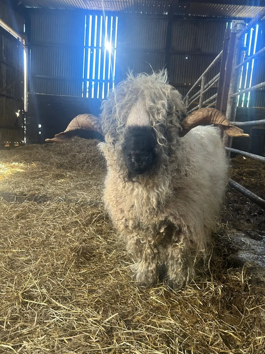Valais Blacknose ram - Image 1