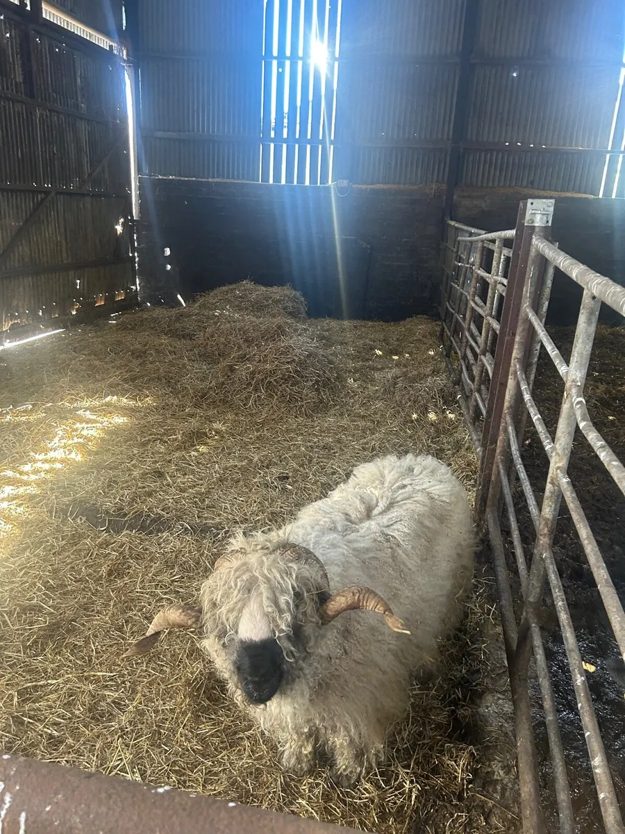 Valais Blacknose ram - Image 2