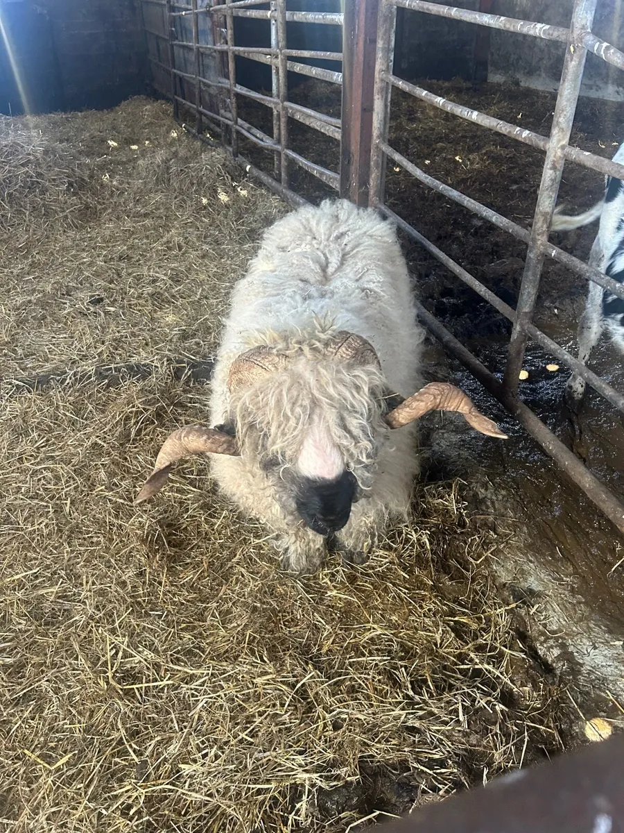 Valais Blacknose ram - Image 3