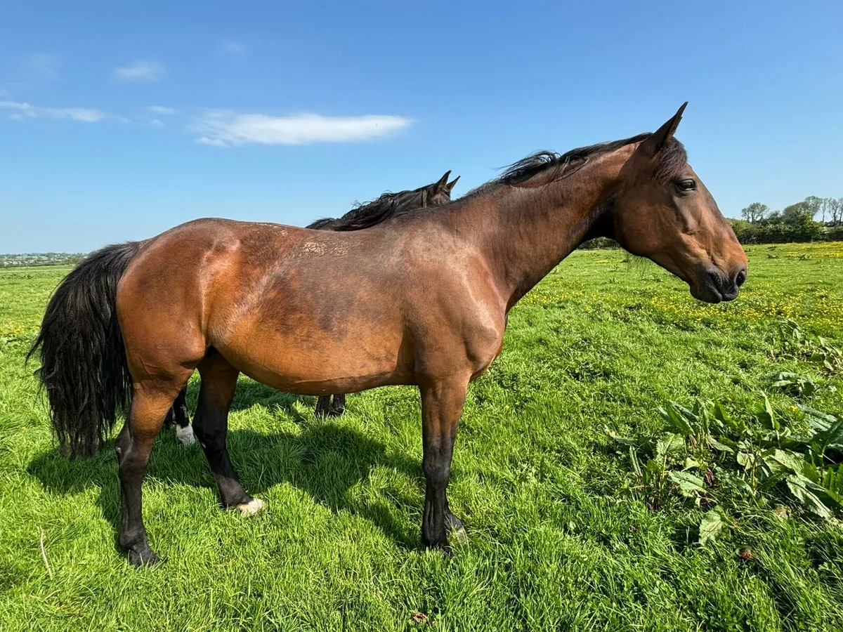 Recipient mare . Teaser . - Image 1