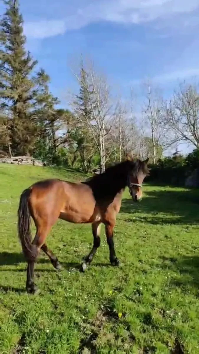 Connemara Filly Yearling - Image 1