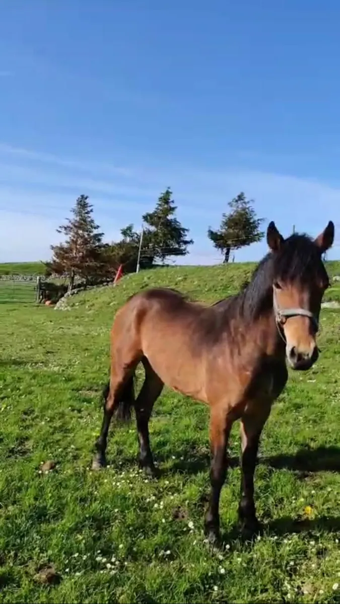 Connemara Filly Yearling - Image 2