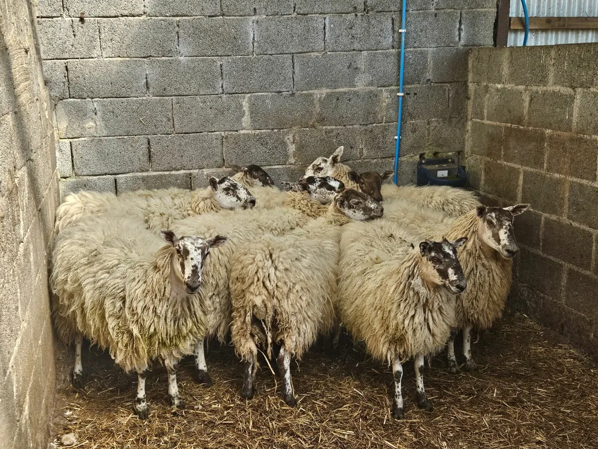 Sheep - Image 1