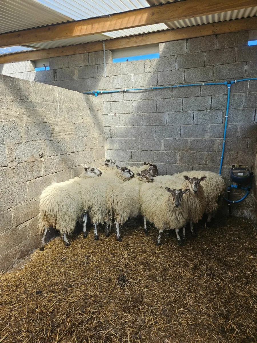 Sheep - Image 3