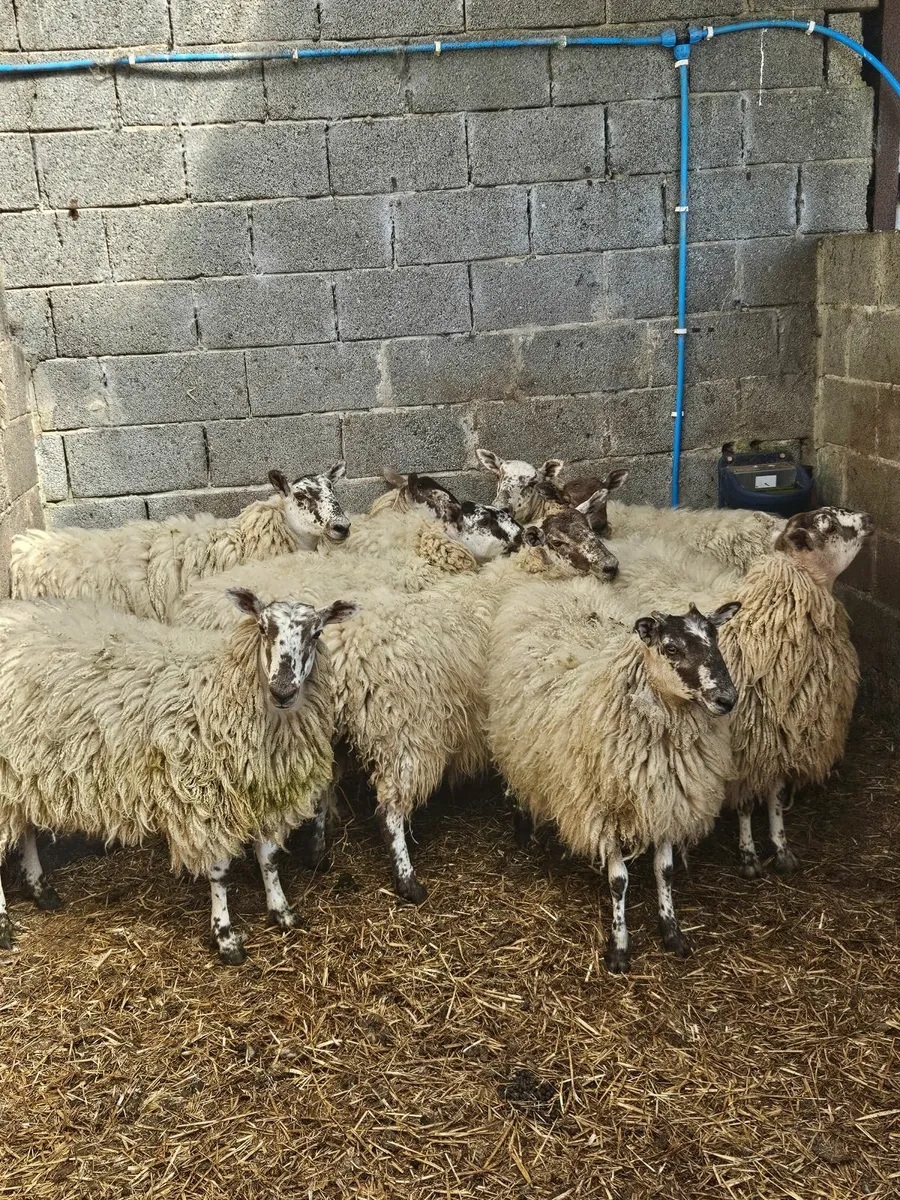 Sheep - Image 4