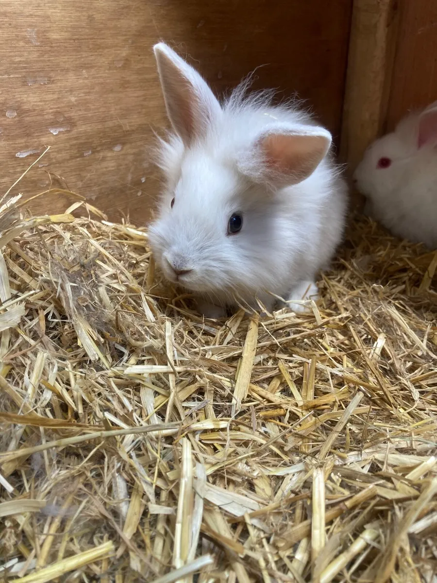 Pet rabbits. - Image 3