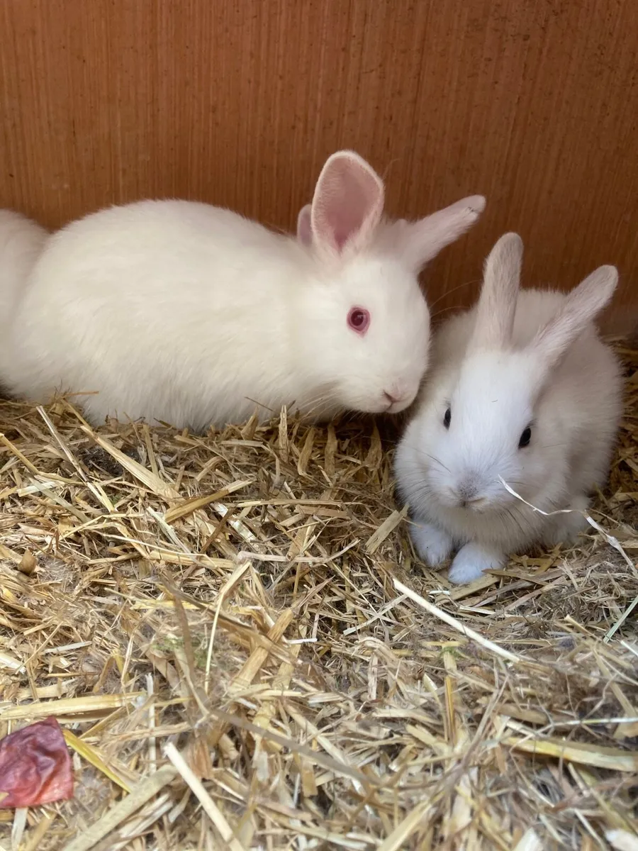 Pet rabbits. - Image 4