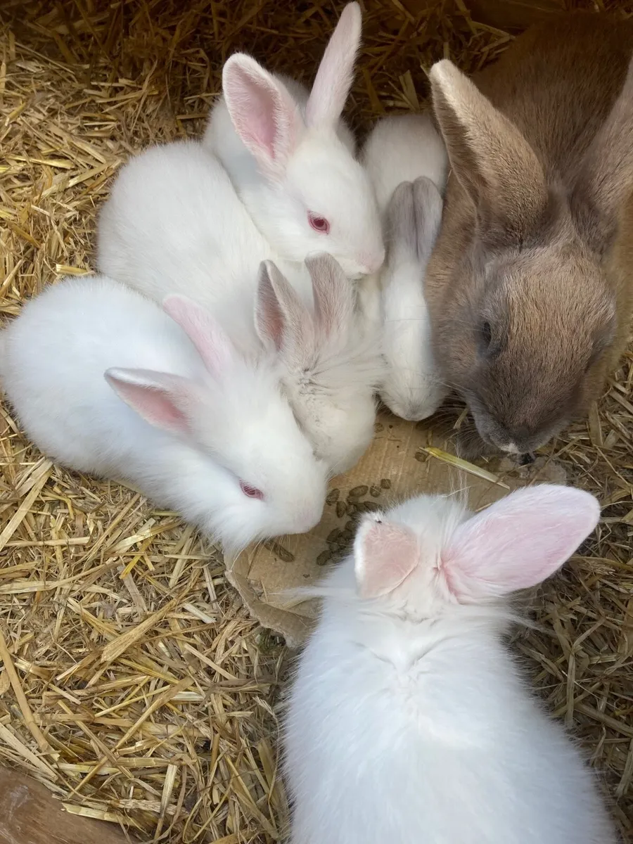 Pet rabbits. - Image 2