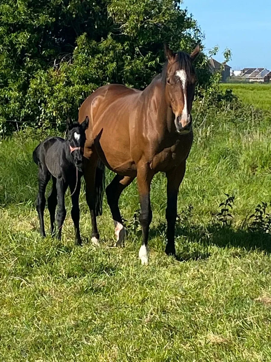 12 year old bay mare - Image 1