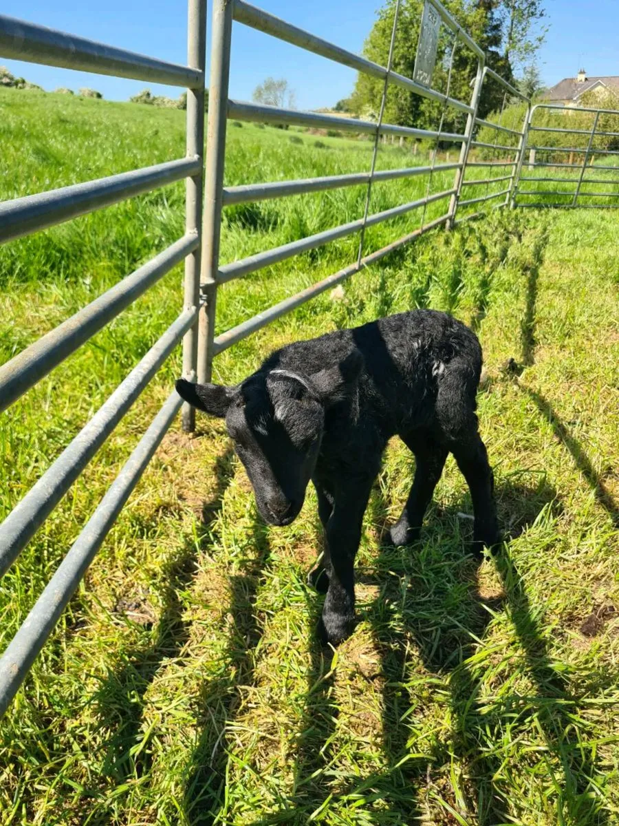 Pet lamb - Image 1