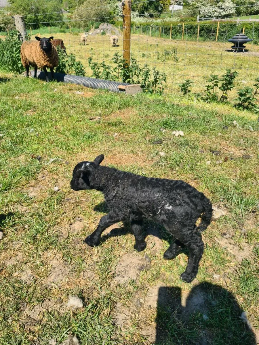 Pet lamb - Image 2