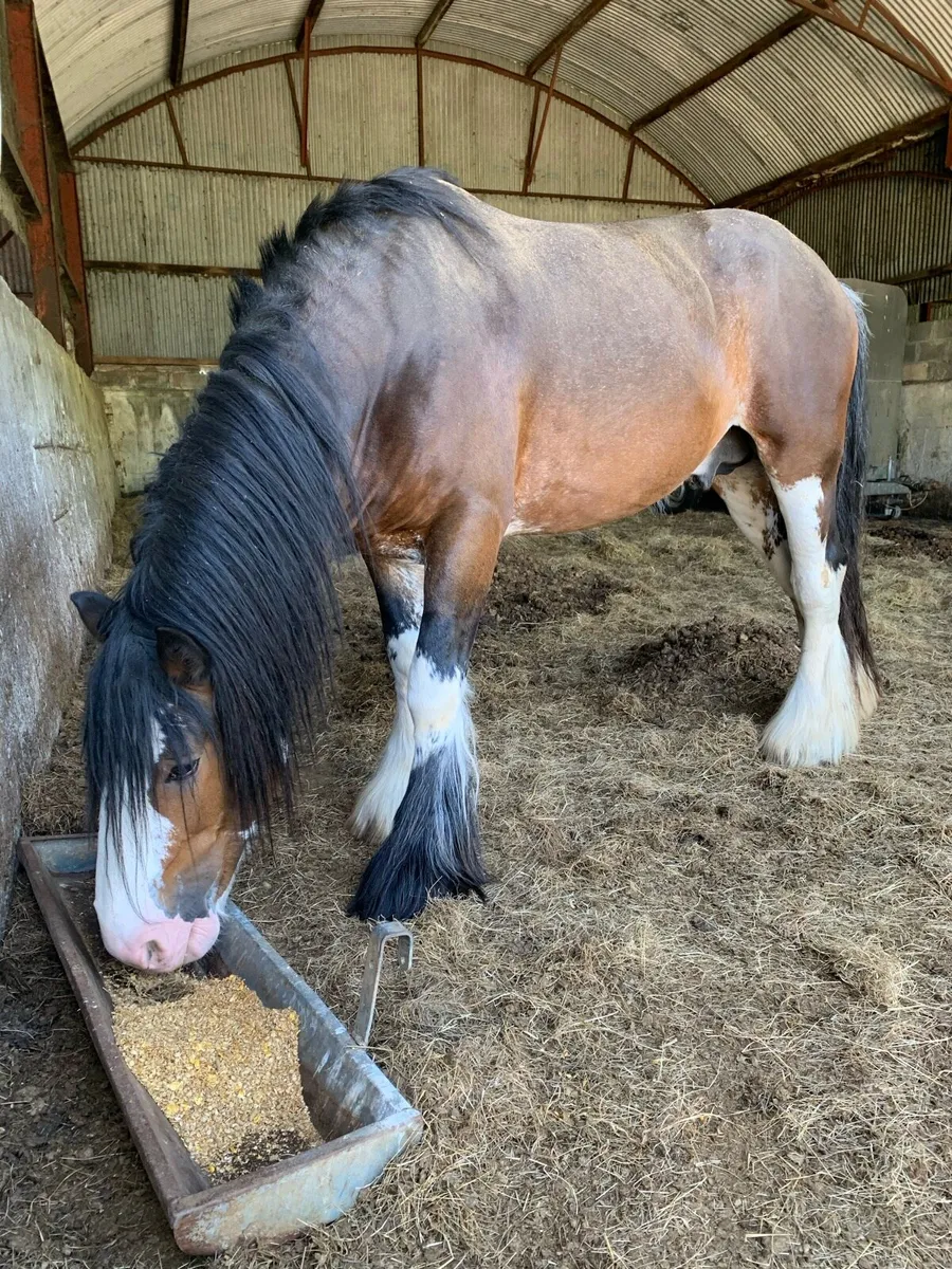 Bay stallion - Image 2