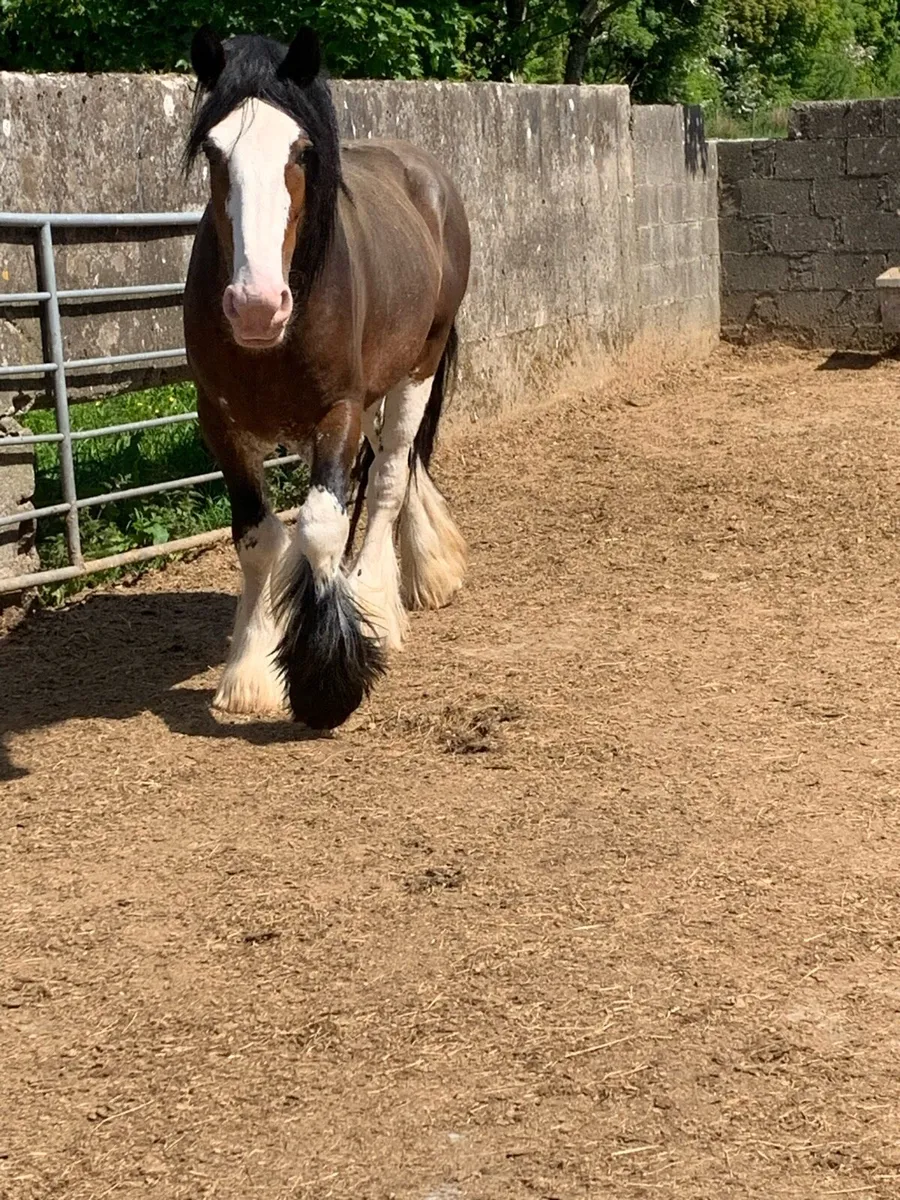 Bay stallion - Image 1
